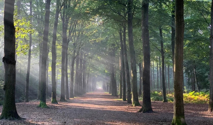 baarnse bos utrecht